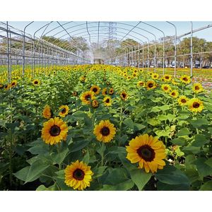 Bolsas de Cultivo Abiertas para Cultivo Hidropónico de Flores, Frutas y Vegetales en Agricultura Comercial, 100% Biodegradables y Orgánicas - Product Image 3