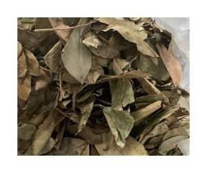 Hojas de Guanábana secas de estilo orgánico: forma de hoja retenida y Hojas de Guanábana secas con aroma tropical ligero para compradores - Product Image 6