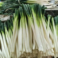 POIGNÉE FRAÎCHE VENTE EN GROS/FOURNISSEUR DE POIGNÉE BIOLOGIQUE EN VRAC/EXPORTATION DE QUALITÉ FERME DIRECTE