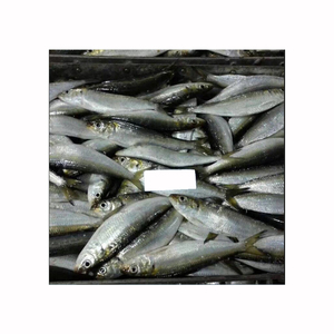 Sardinas frescas de primera calidad disponibles con precios directos de fábrica y envío rápido. - Product Image 1