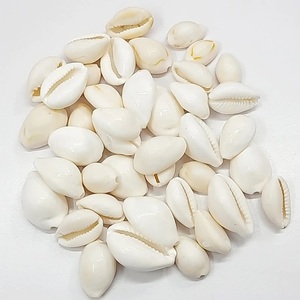 เปลือกหอย Cowry สีธรรมชาติแบบแห้ง2025เปลือกหอยสีขาว - Product Image 4
