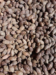 Noix de Malva en vrac, noix de Malva prêtes à l'emploi, préférées par les acheteurs recherchant une stabilité d'approvisionnement à long terme avec une qualité uniforme et constante - Product Image 4