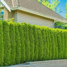 200ชิ้นเมล็ดงานอดิเรกออร์แกนิกสวนป้องกันความเสี่ยงเมล็ดต้นไม้ Thuja เมล็ดพันธุ์ที่เก็บเกี่ยวคุณภาพ