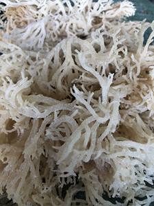 COTTONII SEAWEED-Algas marinas Cottonii DE CALIDAD DE EXPORTACIÓN DE Vietnam con varios colores y tamaños - Product Image 5