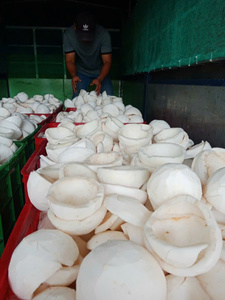 Viande de noix de coco congelée saine Fabriqué au Vietnam Fournisseur OEM Texture douce et fraîche biologique pure pour Dessert Smoothie Crème glacée Utilisation - Product Image 2