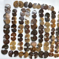 2024 sculpté à la main naturel Ammonite cristal conque escargot fossiles spécimen minéral pour la fabrication de bijoux pierres précieuses en vrac