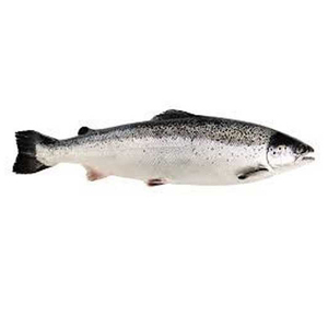 Saumon congelé/Saumon congelé de la meilleure qualité - Product Image 4