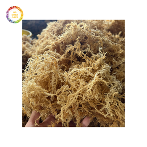 Bulk Irish Sea Moss-Musgo marino de primera calidad para compras al por mayor a precios asequibles - Product Image 5