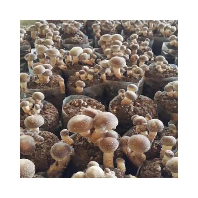 Cogumelo Shiitake de alta qualidade, cogumelo seco da Floresta Negra do Vietnã a preço competitivo