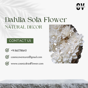 Populaire qualité supérieure Sola Dahlia fleur bricolage pour mariage maison événement bureau décor et Arrangement de fleurs séchées - Product Image 2