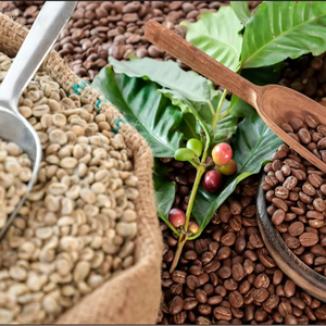 Granos de Café Verde Robusta de Vietnam de Alta Calidad, Tamaño 18, 100% Natural, Marca TNFOOD, Grado G1/G2, 1000 kg, Proveedor de Exportación a Granel - Product Image 1