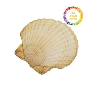 Coral blanco natural seta redonda coral para adornos de paisaje - Product Image 1