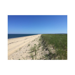 Beech Long Premium <b>Wood</b> <b>Logs</b> for Construction and Woodworking for Crafting Projects - Product Image 5