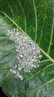 Lote de Diamantes Naturales Redondos de Corte Brillante, Color F, 100% Reales, VVS VS SI SI1, Precio al por Mayor para Fabricación de Joyas, Mantra Diamond