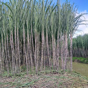 Bastón de azúcar Premium, jugo de caña de azúcar, el mejor precio de Vietnam, Ms Sophie - Product Image 6