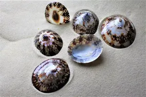 Precio bajo VENTA CALIENTE Sea Shell Limpet Shell 7cm up Vietnam Beach Shell 2024 Polaco - Product Image 3