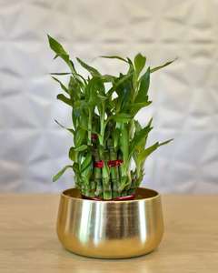 Maceta de cobre hecha a mano con diseño grabado Maceta de metal de hierro de alta calidad para uso en el jardín - Product Image 4