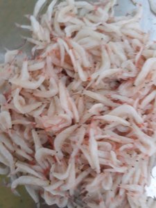 น้ำเกลือสำหรับเด็กกุ้งน้ำเค็ม/กุ้งทารกเค็มคุณภาพสูงในราคาไม่แพงจากเวียดนาม // Mr. เควิน - Product Image 2