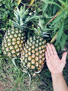 Piña fresca de Vietnam para exportación-Fruta tropical jugosa dulce-Suministro a granel de alta calidad Precio barato - Product Image 4