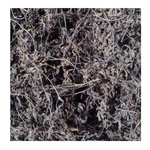 Vente en gros de feuilles de gelée d'herbe noire qualité vietnamienne authentique à des prix abordables - Product Image 4