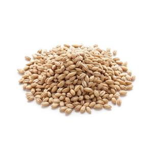 Semillas de cebada Premium/Cebada de alimentación animal/Granos de cebada a granel Grano de malta de cebada malteada a la venta Grado superior - Product Image 5