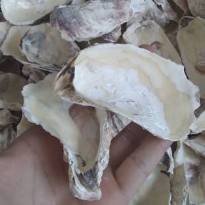 Artesanías de conchas de ostra naturales de Vietnam-Conchas marinas decorativas para uso artístico, doméstico o en el jardín por Viet Fargimex - Product Image 3