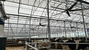 Cowair hvls พัดลมเพดานอุตสาหกรรมขนาด500ลิตรสำหรับฟาร์มโรงนาคลังสินค้าและปศุสัตว์พร้อมการออกแบบให้ประหยัดพลังงาน - Product Image 4