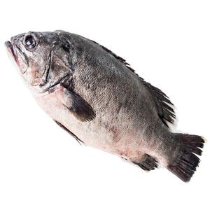 Mérou de qualité supérieure à vendre - Product Image 3