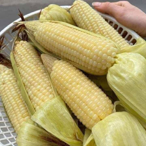 ข้าวโพดเหนียว Bap Nep แช่แข็งจากเวียดนาม - Product Image 3