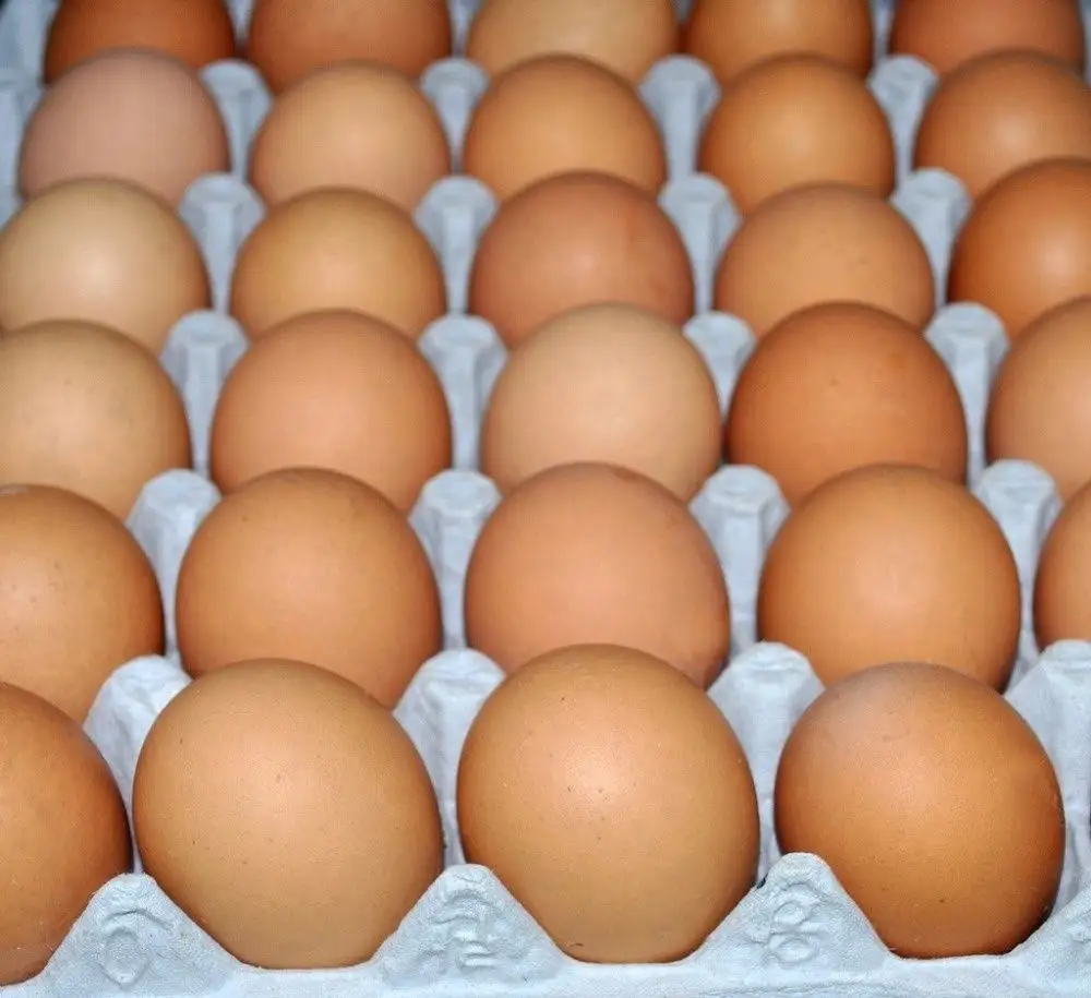 Telur meja ayam segar, telur ayam cangkang coklat dan putih