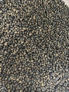 Graine de papaye de qualité supérieure pour les épices et l'utilisation industrielle - Product Image 2