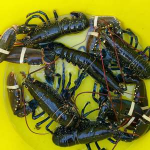 Precio de fábrica BQF Langostas congeladas/Colas de langosta congeladas/Langostas vivas frescas para la venta - Product Image 3