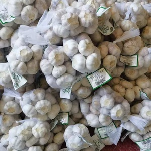 <span class=keywords><strong>Ajo</strong></span> Fresco Premium Blanco Puro 5.5cm Estándar de Exportación a Rusia - Product Image 4