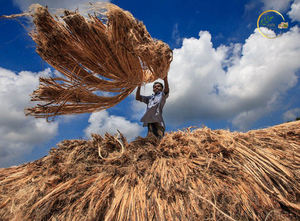 Orgánica Bangladesh 100% yute Fiver Raw Pattern Tossa yute Fiber Producto - Product Image 4