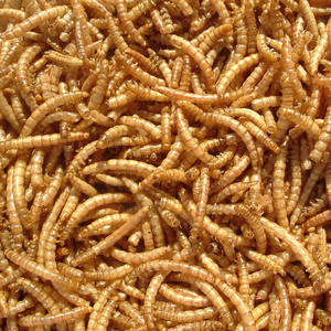 Não-OGM Mealworms Secas 350g Tratar para Répteis Peixe Aves Animais - Product Image 4