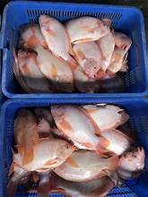 ฉลากสะอาดปลานิลสีแดงแช่แข็งแบบเพาะเลี้ยงปลาที่มีคุณภาพสำหรับตัวเลือกแผนอาหารที่สมดุลเพื่อสุขภาพ - Product Image 5