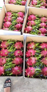 La fruta seca del Dragón de Vietnam se exporta a muchos países del mundo y es una fruta de los trópicos - Product Image 2