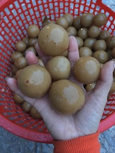 Ngâm Vôi/Muối Vôi/Bảo Quản Chanh Trong Nước Muối-Giá Cả Cạnh Tranh Từ Nhà Máy Trực Tiếp Tại Việt Nam - Product Image 3