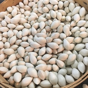 Nueces de Ginkgo Orgánicas Peladas y Secas al por Mayor para Alimentos, Producto Económico para Compra a Granel en Venta - Product Image 1
