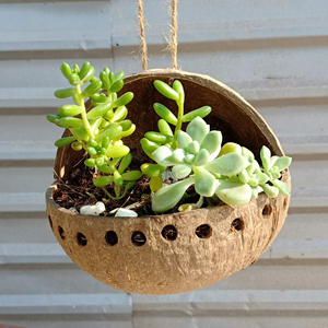 Fleurs en coquille de noix de coco, Pot de plantes fait main pour le jardin, style spécial, avec logo gratuit - Product Image 1