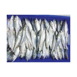 Sardinas frescas de calidad de exportación listas para distribución al por mayor y al por menor - Product Image 6