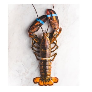 Homard européen congelé de qualité supérieure - Fournisseur en gros d'homard européen - Product Image 1