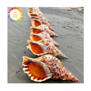 เปลือกหอยทรัมเป็ตวัสดุเปลือกหอยธรรมชาติที่ทนทานสำหรับอุปกรณ์ตู้ปลาและวัสดุตกแต่งเวียดนาม - Product Image 1