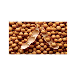 ถั่วเหลือง NON-GMO บราซิล - Product Image 6