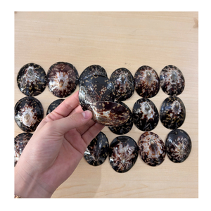 Vietnam Limpet Shell fourni par 99 Gold Data pour le style intérieur et l'artisanat décoratif Limpet Shell Utilisation - Product Image 3
