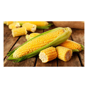 Maíz de grano congelado IQF dulce a granel amarillo - Product Image 2