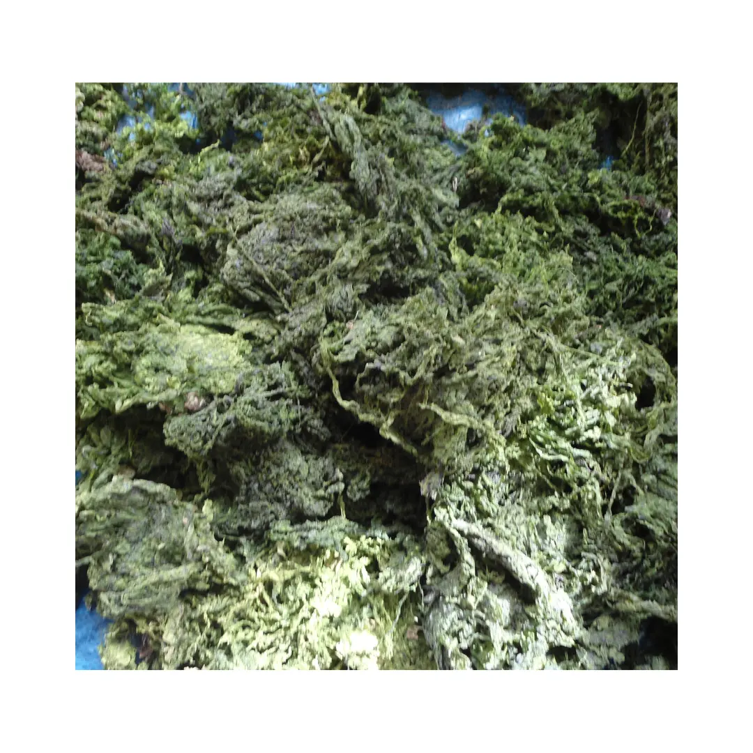 100% Pure Green Seaweed Natural Green Seaweed Powder with high quality and best price for Animal Food and Fertilizer