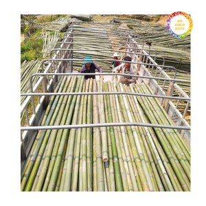 Poste de Bambú Confiable para Necesidades de Jardinería, Agricultura y Construcción a Gran Escala con Resistencia Constante y Buen Precio - Product Image 6