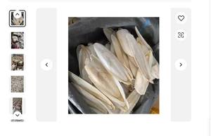 Os de seiche séché 100% naturel de haute qualité - Product Image 2