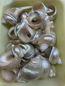 Anneau de serviette en coquillage fait main support de coquille turbo naturel pour décoration de table, style de luxe best-seller - Product Image 3